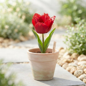 Tulipa Garden Moneymaker Flower Bulbs – 12 cm