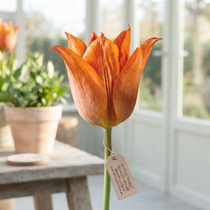 Tulip ‘Triumph’ Flower Bulbs – 12cm+ Bulbs