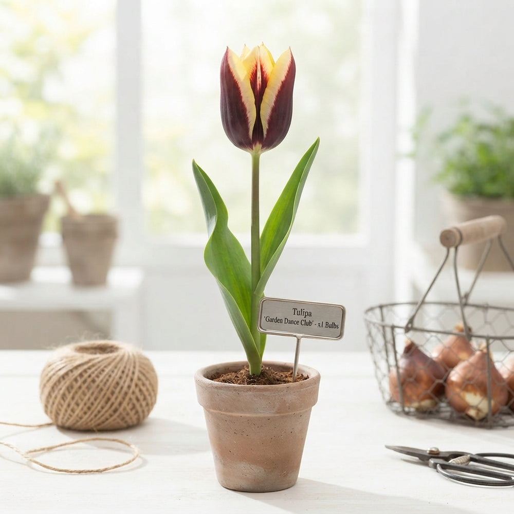 Tulipa ‘Garden Dance Club’ Flower Bulbs – Pack of 10