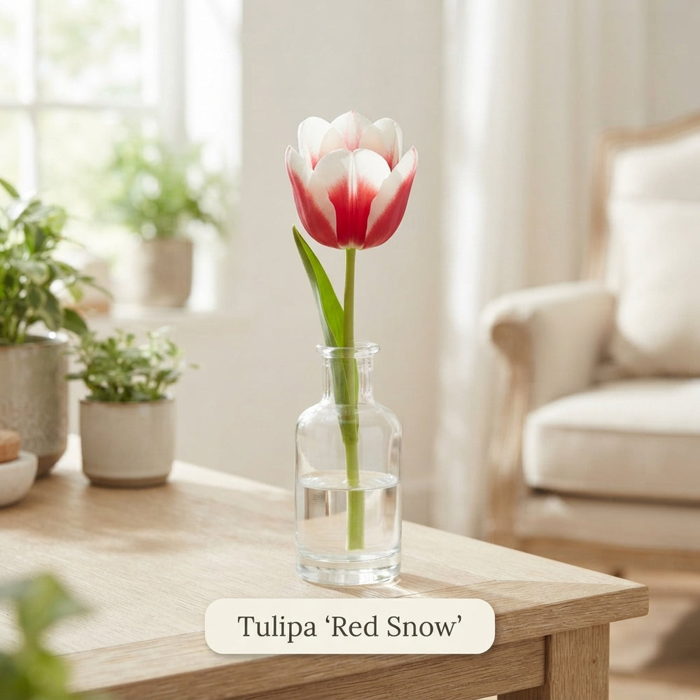 Tulipa Garden Red Snow Tulip Bulbs – 12cm Bulbs