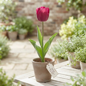 Tulipa ‘Garden Powerful’ Tulip Bulbs – 12/+ Bulbs