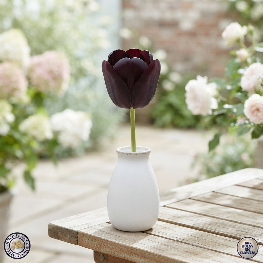 Black Jack Tulip Bulbs (Tulipa) – 12 cm+ Bulb Size