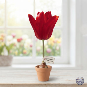 Red Emperor Fosteriana Tulip Bulbs (Tulipa) – 12/+