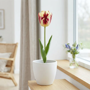 Tulipa Garden Vermeer Flower Bulbs – 12cm Bulbs