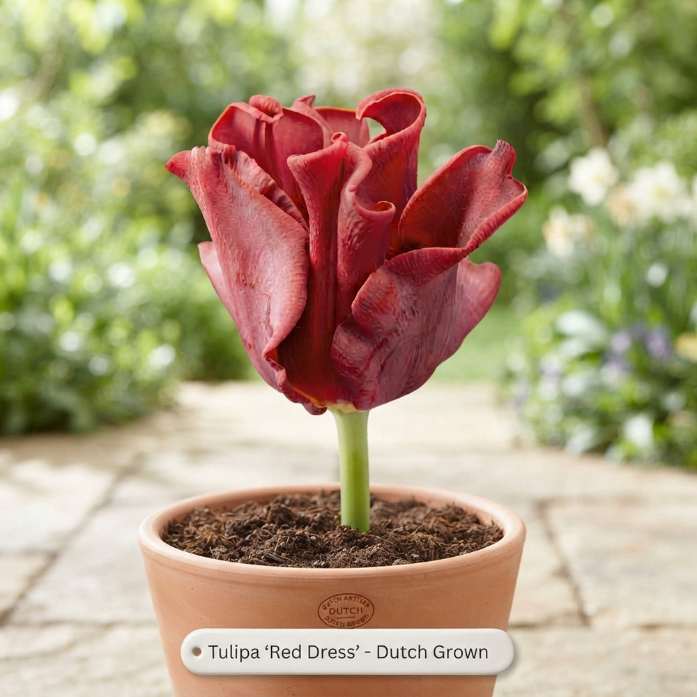 Tulipa ‘Crown Red Dress’ Tulip Bulbs – 7 Pack