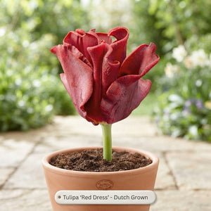 Tulipa ‘Crown Red Dress’ Tulip Bulbs – 7 Pack