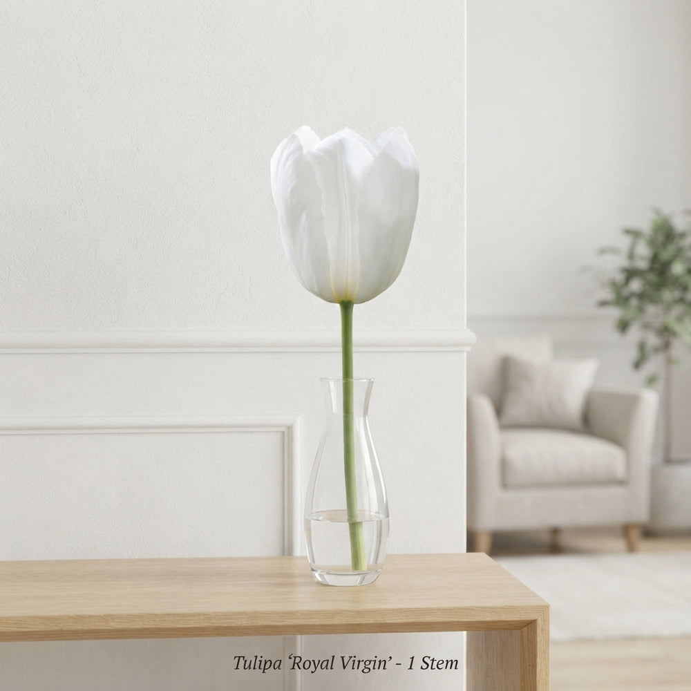 Tulipa Triumph ‘Royal Virgin’ Flower Bulbs – 7 Bulbs
