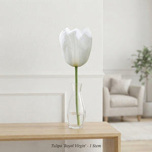 Tulipa Triumph ‘Royal Virgin’ Flower Bulbs – 7 Bulbs