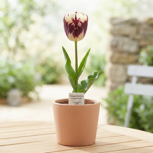 Tulipa ‘Garden Grand Style’ Tulip Bulbs – 12/+