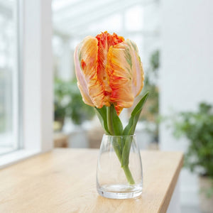 Parrot Tulip ‘Parrot King’ Bulbs – 12/+