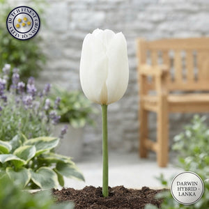 Tulipa Darwin Hybrid ‘Lanka’ Flower Bulbs – 12cm+