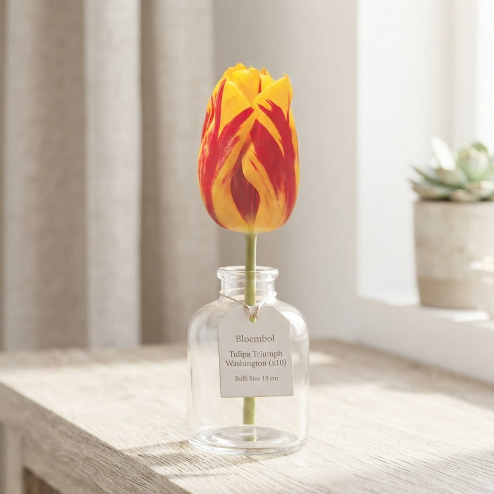 Tulipa Triumph ‘Washington’ Flower Bulbs – 12/+