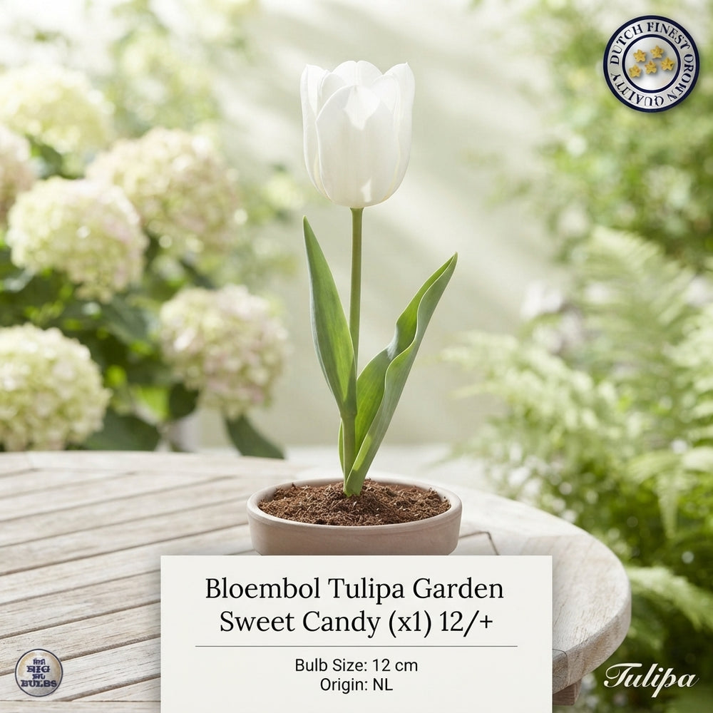 Tulipa ‘Garden Sweet Candy’ Flower Bulbs – 12cm+