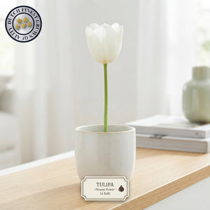Tulipa ‘Garden Flower Power’ Tulip Bulbs – 12/+