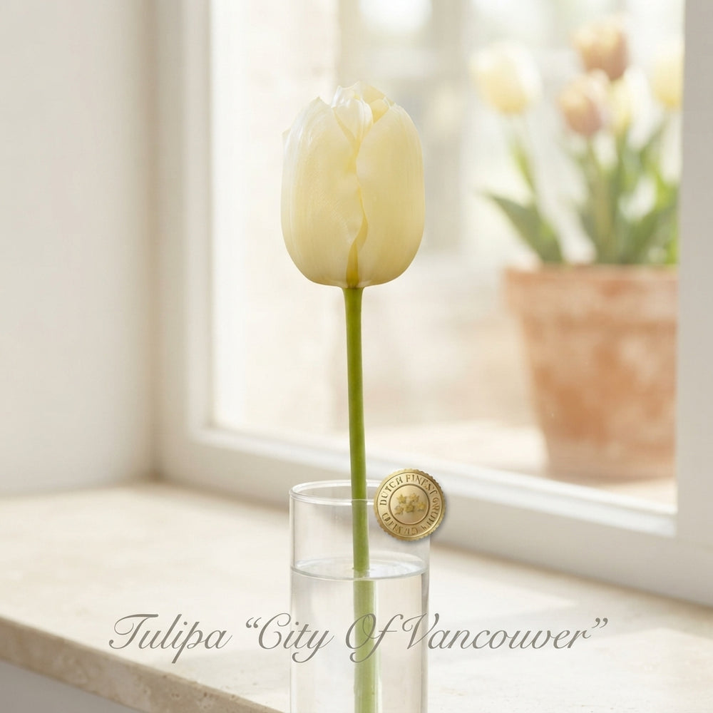 Tulip ‘City of Vancouver’ Single Late Flower Bulbs