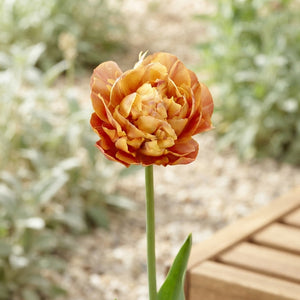 Tulipa ‘Valdivia’ Double Late Tulip Bulbs – 7 Bulbs