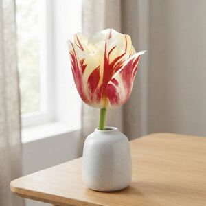 Tulipa ‘Sorbet’ Single Late Tulip Bulbs – 12/+