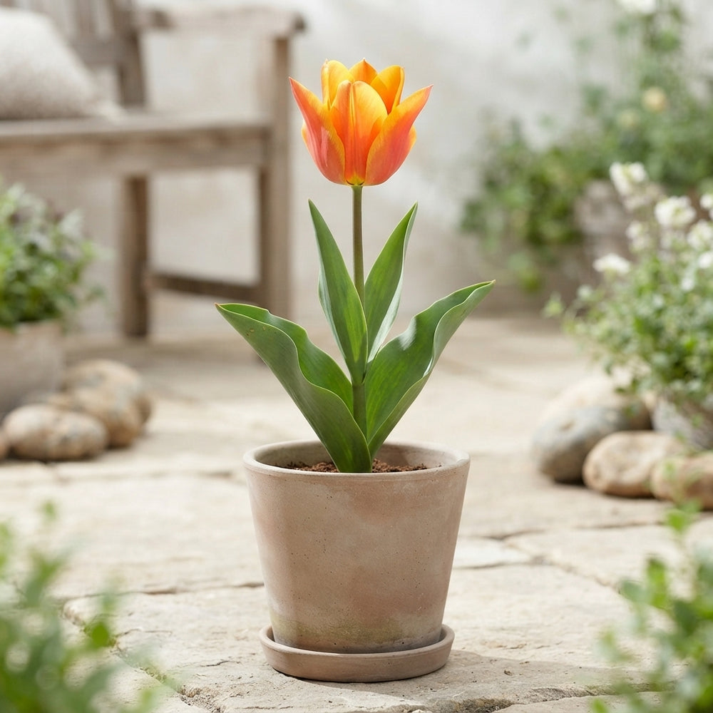 Tulipa greigii ‘Fun Colours’ Tulip Bulbs – 12/+