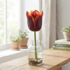 Tulipa Triumph ‘Muvota’ Tulip Bulbs – 7 Bulbs