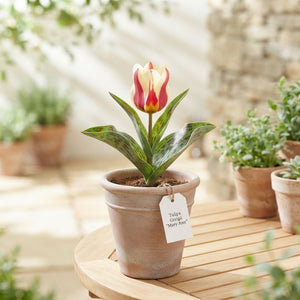 Tulipa Greigii ‘Mary Ann’ Flower Bulbs – 7 Bulbs