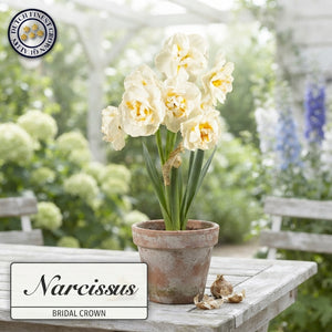 Narcissus ‘Bridal Crown’ Flower Bulbs – Pack of 6
