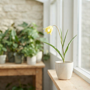Species Tulip ‘Sylvestris’ – Tulipa sylvestris Bulbs