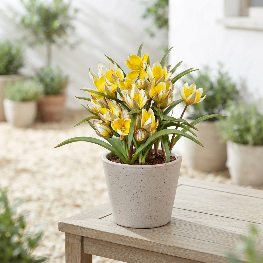 Tulipa tarda Species Tulip Bulbs – Pack of 10
