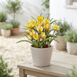 Tulipa tarda Species Tulip Bulbs – Pack of 10