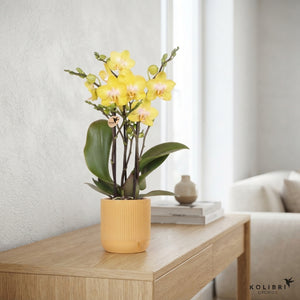 Mixed Phalaenopsis Orchid – 9cm Ceramic Pot, 40cm
