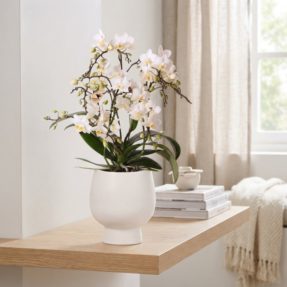 White Phalaenopsis Orchid ‘Kolibri’ – 9cm Pot