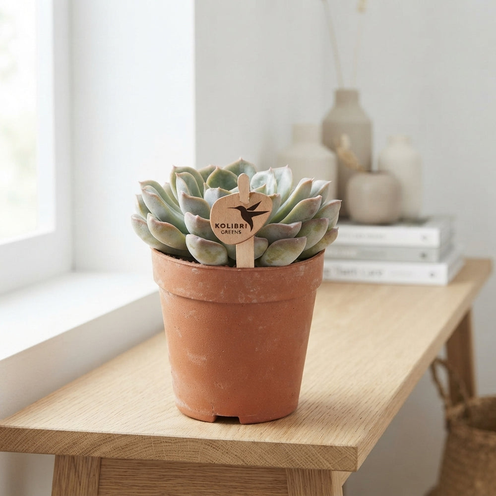 Echeveria Succulent – 9cm Pot, Approx. 11cm High