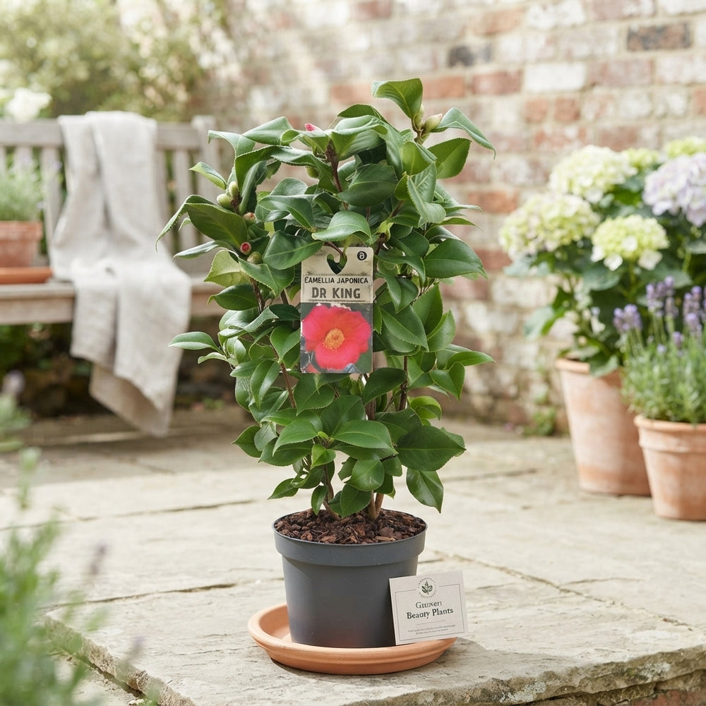Camellia japonica 'Dr King' – 19cm Pot