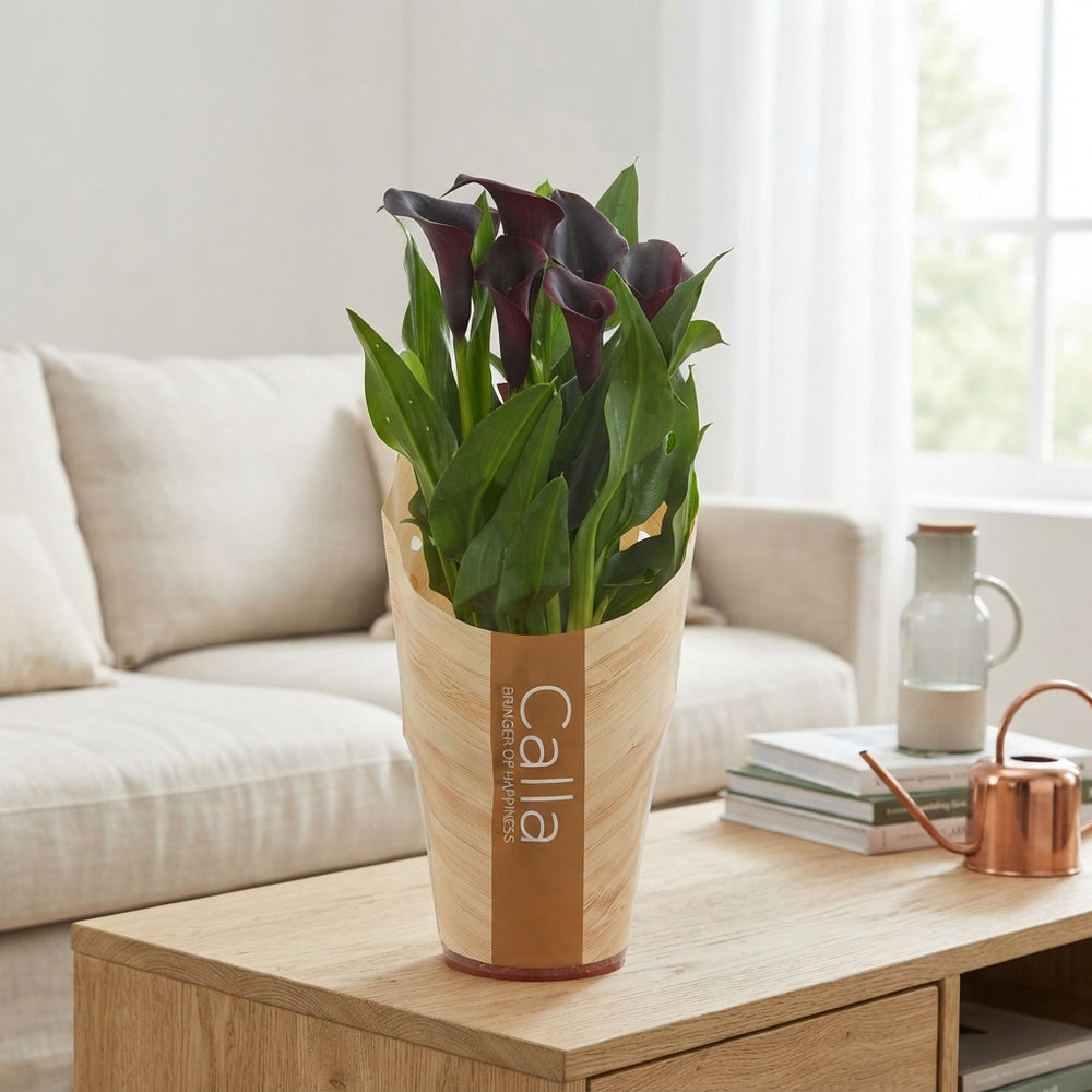 Black Calla Lily (Zantedeschia) – 13cm Pot