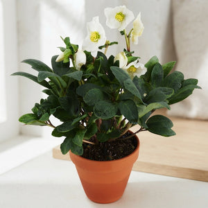 Christmas Carol Hellebore – 12cm Ceramic Terracotta Pot