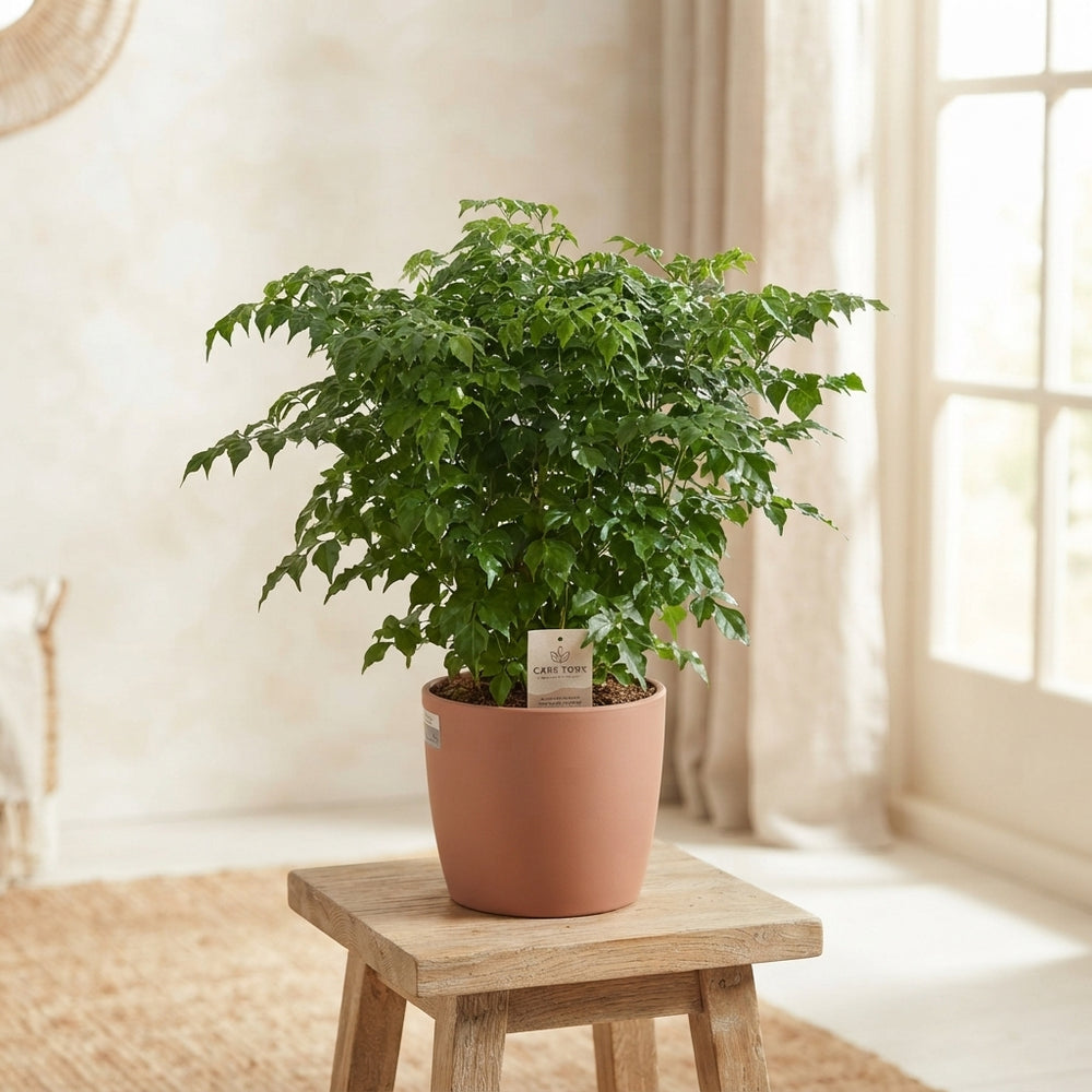 China Doll Plant (Radermachera sinica) – 17cm Pot