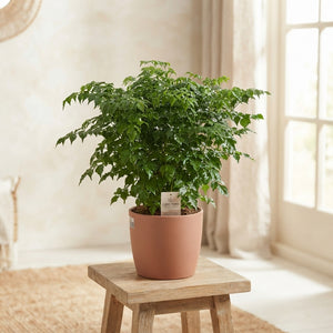 China Doll Plant (Radermachera sinica) – 17cm Pot