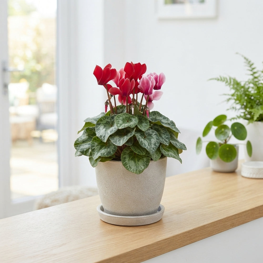 Mixed Cyclamen persicum Midi – 13cm Pot