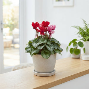 Mixed Cyclamen persicum Midi – 13cm Pot