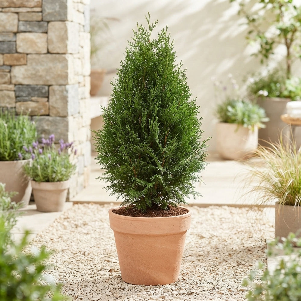 Brabant Thuja (Thuja occidentalis) – 24cm Pot, 130cm