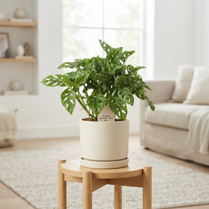 Monstera Adansonii Monkey Leaf – 12cm Pot