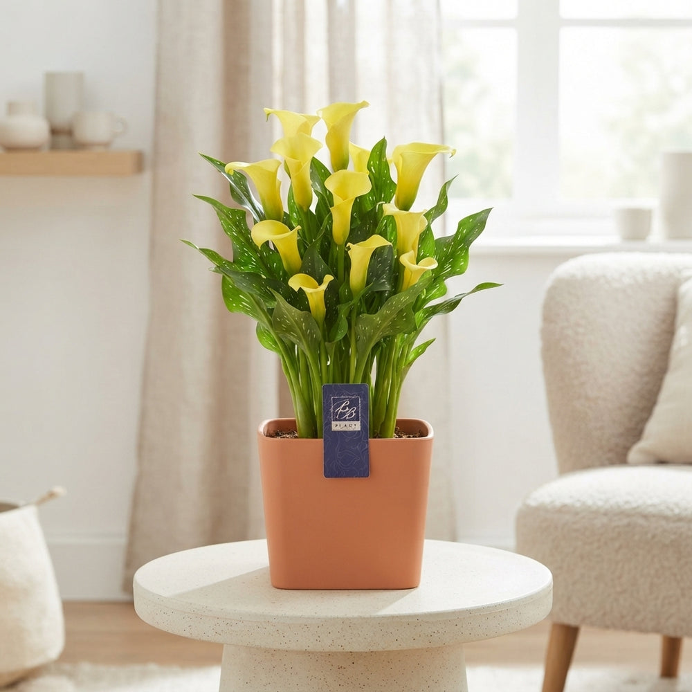 Mixed Zantedeschia Calla Lily – 14cm Pot, 45cm High