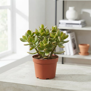Jade Plant (Crassula ovata) – 17cm Pot