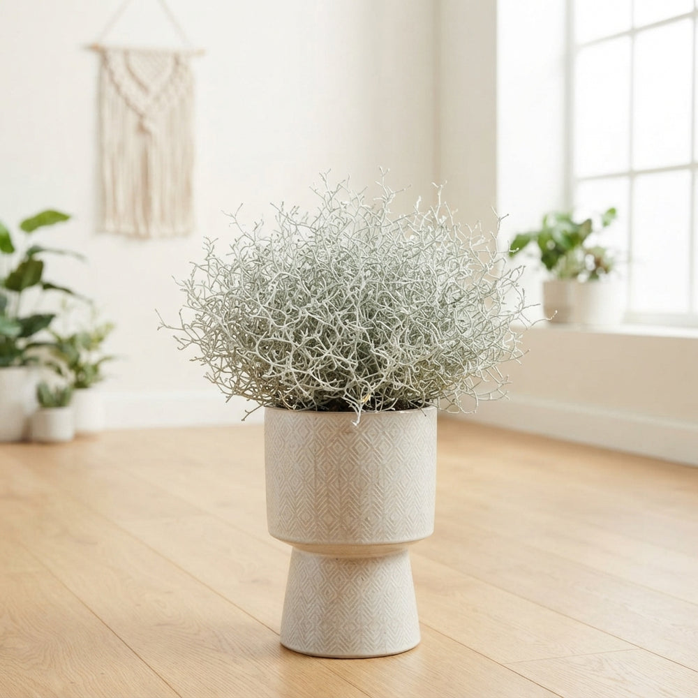 Calocephalus and Muhlenbeckia Mixed Garden Plant – 23cm Pot