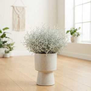 Calocephalus and Muhlenbeckia Mixed Garden Plant – 23cm Pot