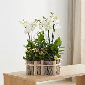 Mixed Phalaenopsis Orchid Arrangement in Oval Beechwood