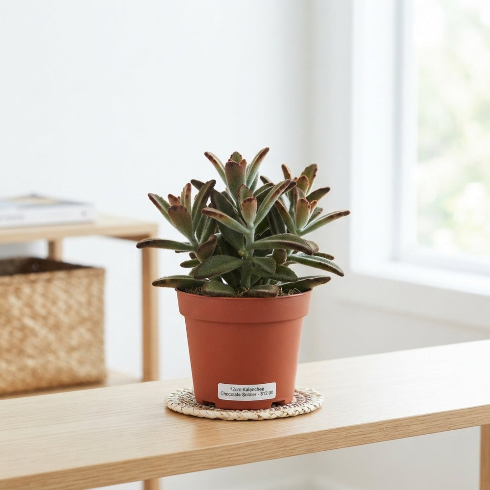 Chocolate Soldier Kalanchoe – 12cm Pot