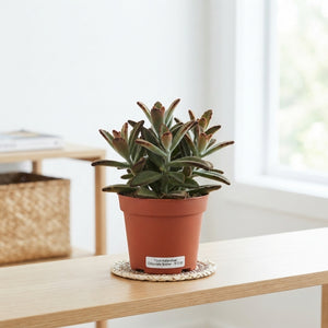 Chocolate Soldier Kalanchoe – 12cm Pot