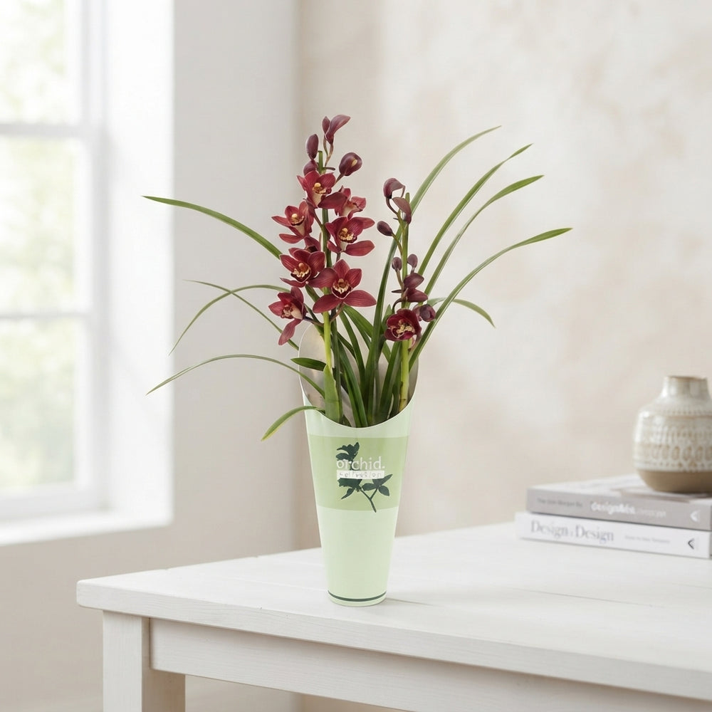 Mixed Cymbidium Orchid – 2 Stems, 12cm Pot