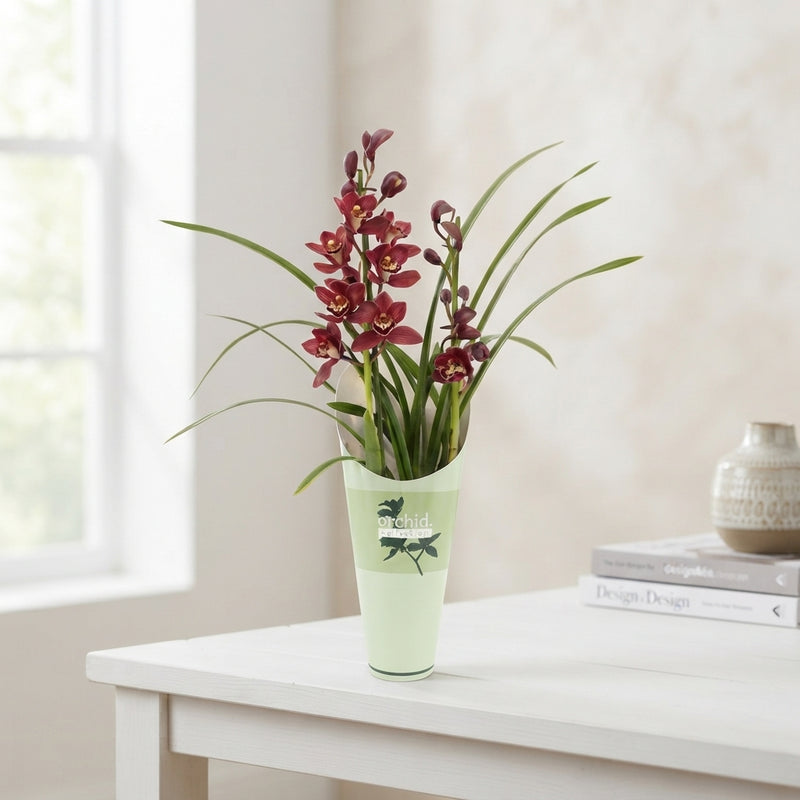 Mixed Cymbidium Orchid – 2 Stems, 12cm Pot