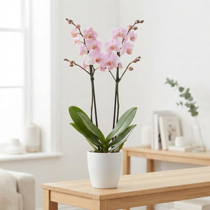 Pink Phalaenopsis Orchid – 2 Stem, 12cm Pot